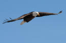 Bald eagle takes down government drone