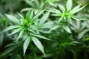 Cannabis Countdown: Top 10 Marijuana Industry News Stories Of The Week