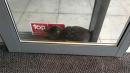 Cat Stuck Between Two Automatic Doors is Rescued
