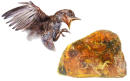 99-million-year-old bird found preserved in amber stuns scientists