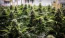 Pot Industry Heads to Davos as Stocks Rebound: Cannabis Weekly