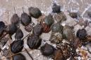 Horseshoe crabs have a vital role in the development of a coronavirus vaccine. Here's why