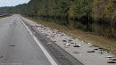 NC firefighters remove masses of dead fish from highway after Florence flood recedes