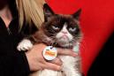 Grumpy Cat has died, and the internet isn’t taking it well