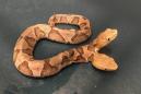 Nightmare two-headed snake found in Virginia just in time for Halloween season