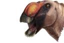 Texas fossil uncovers new species of duckbilled dinosaur