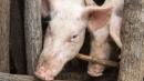 African swine fever 'decimating' Nigerian pigs
