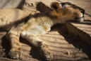 Rescue mission aids starving lions in neglected Sudan zoo