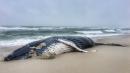 Beachgoers capture photos of washed up whale, sea turtle along New Jersey beaches