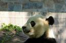 Giant panda Bei Bei, soon to go bye-bye, turns four in US