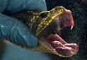 Brazil milks deadly snakes for their life-saving venom