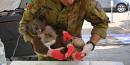 Australia's Kangaroo Island is looking for volunteers to feed animals injured in bushfires