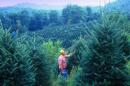 Here's what happens to unsold Christmas trees