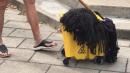 Your Halloween Costume Will Never Top This Dog Who Went As A Mop