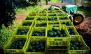 US will run out of avocados in three weeks if Trump closes Mexico border