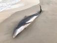 Two dolphins found with gunshot and stab wounds in Florida