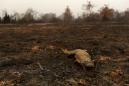 Burned jaguars, fire tornadoes: Blazes in Brazil wetland deliver climate warning
