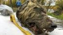 Perfectly preserved 32,000-year-old Ice Age wolf's head found in Russia