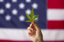 Why more upside remains in cannabis even after a clean sweep of legalization in 5 states