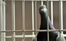India detains pigeon on suspicion of spying for Pakistan