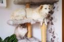 This dog that was raised with cats loves hanging in a cat tree