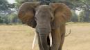 Hundreds of elephants found dead in Botswana