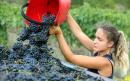 Chianti producers to consider increasing sweetness to 'appeal to women' and younger drinkers