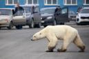 Starving polar bear found in Russian city after traveling hundreds of miles