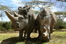 Scientists a step closer to saving northern white rhino from extinction