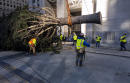 Rockefeller Center Christmas tree goes up; lighting Dec. 2