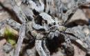 'Extinct' giant spider rediscovered on army training area