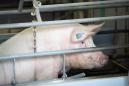 Paradise lost looms for German farmers as swine fever nears