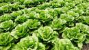 E. Coli Outbreak Linked to Romaine Lettuce Is Deadliest in Decades