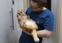 Siberian street cats limp to new life with prosthetic paws