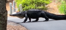 Woman spots 12-foot-long alligator in South Carolina