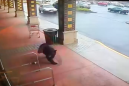 Black bear trying to live its best life just wanted to go to the liquor store