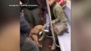 Owner of Dog Seen Attacking Woman on NYC Subway in Viral Video in Custody