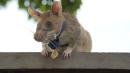 Meet Magawa, the 'hero rat' awarded a bravery medal for detecting dozens of landmines
