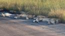 Coronavirus: Lions nap on road during South African lockdown