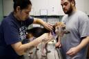 Canine brucellosis: What you need to know about the dog disease that can spread to humans