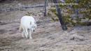 Reward doubled to $10,000 for Yellowstone white-wolf shooter