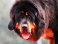 Activists decry Oregon court ruling to 'debark' dogs