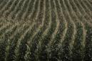 U.S. farmers running out of opportunities to sell corn at profit