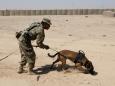 Bomb-sniffing dogs mistreated by US Army after returning from service in Afghanistan