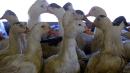 California's Statewide Ban On Foie Gras Is Getting Revived