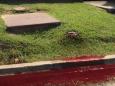 Blood and embalming fluid seeps onto street outside Baton Rouge funeral home