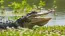 Teen Scrambles Into Tree to Escape 9-Foot Alligator