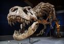 Turns Out T. Rex Would've Broken its Tiny Legs if it Tried to Run