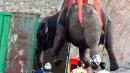 1 Elephant Died and 4 Others Were Hurt After a Circus Truck Crash