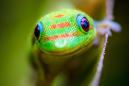 Tiny Hawaiian Gecko Accidentally Calls "a Bazillion" People from Hospital Phone, Wins the Internet